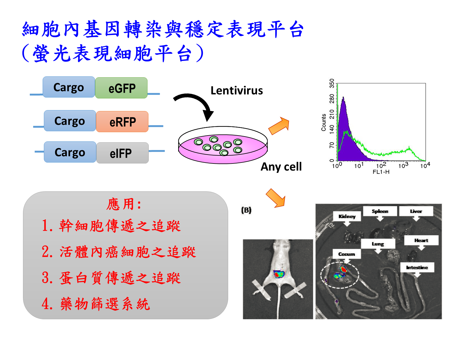 高雄醫學大學新藥開發暨價創研究中心 細胞內基因轉染與穩定表現平台